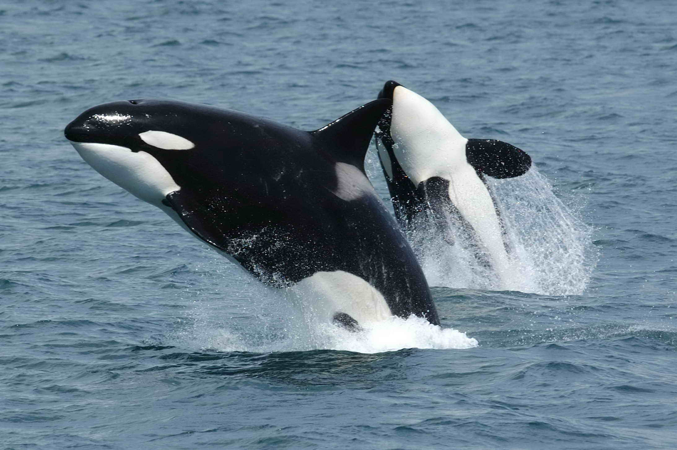 An pair of orcas leaping